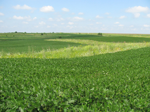 field with prairie strip