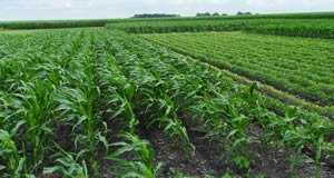 field with corn